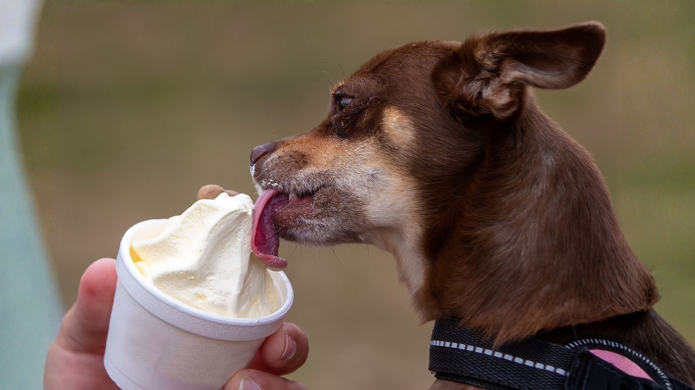 Pup Cup WEB.jpg