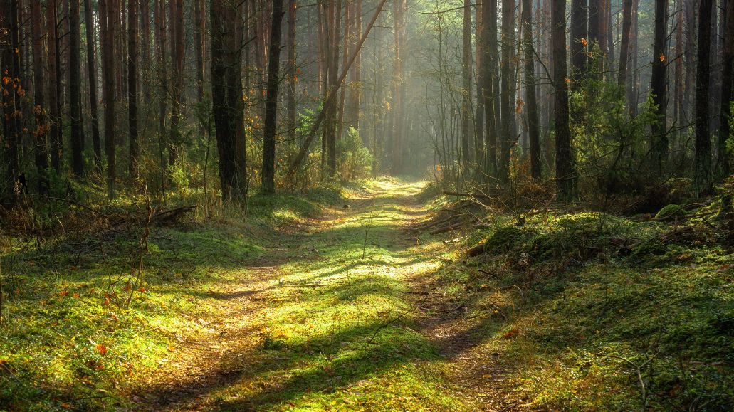 Forest Bathing Workshop